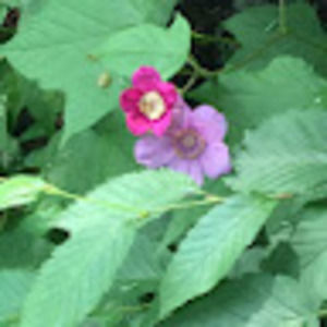 Meet your Posher, Dana